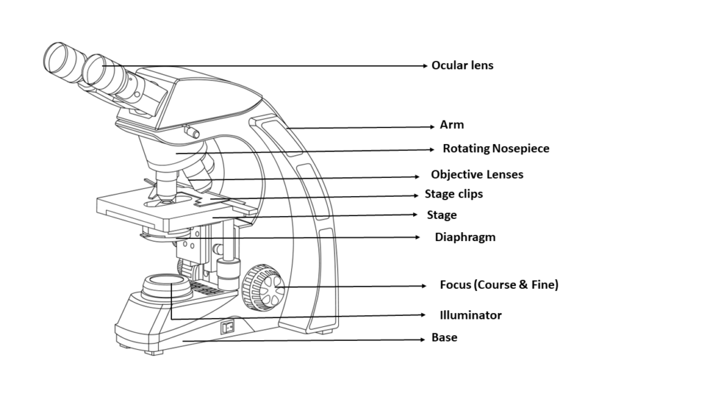 The diagram displayed shows the parts of a compound light microscope. The different parts are Ocular lens, Arm, Rotating Nosepiece, Objective lenses, Stage clips, Stage, Diaphragm, Focus (Course & Fine), Illuminator, Base.