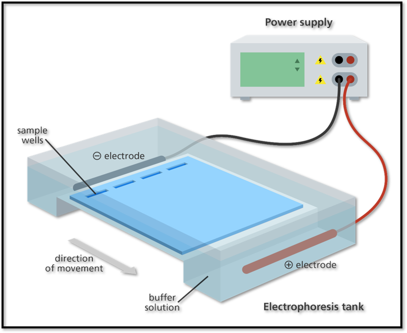 Illustration of DNA electrophoresis equipment used to separate DNA fragments by size. A gel sits within a tank of buffer. The DNA samples are placed in wells at one end of the gel and an electrical current passed across the gel. The negatively-charged DNA moves towards the postive electrode.