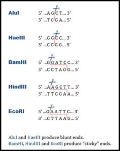 Examples of Restriction Enzymes