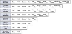 1-9-taxonimicheirarchy