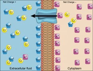 figure_03_23 electrochemical gradient
