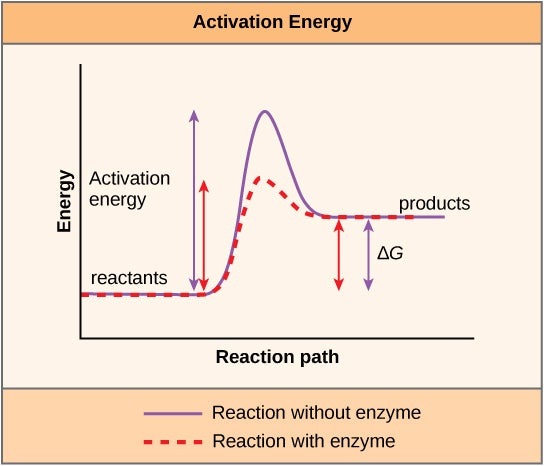 They only reduce the activation energy required for the reaction to go forward.