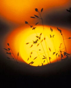 sunset through grass