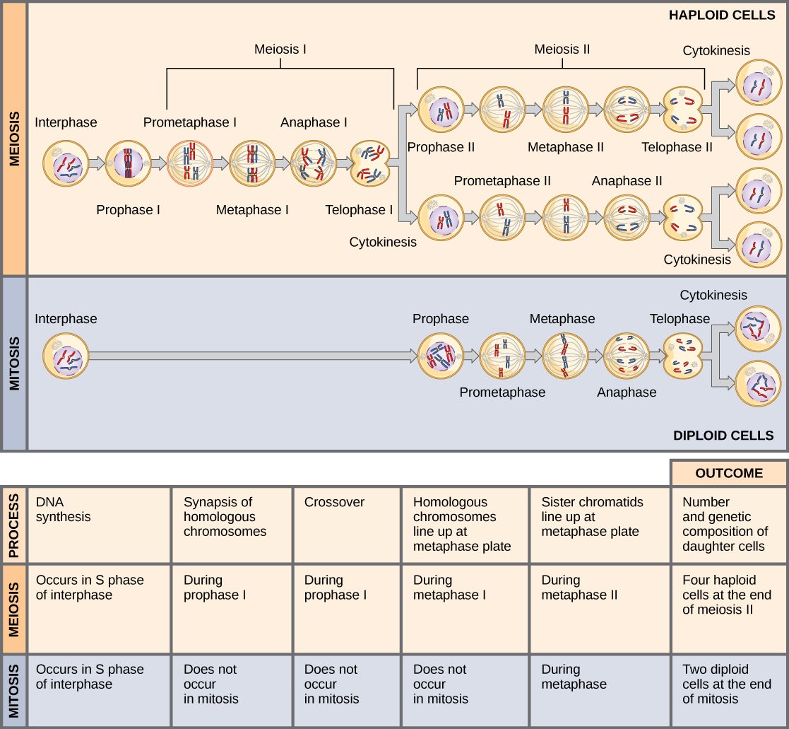 Diagram comparing mitosis and meiosis, showing that mitosis produces two identical diploid cells while meiosis produces four unique haploid cells.