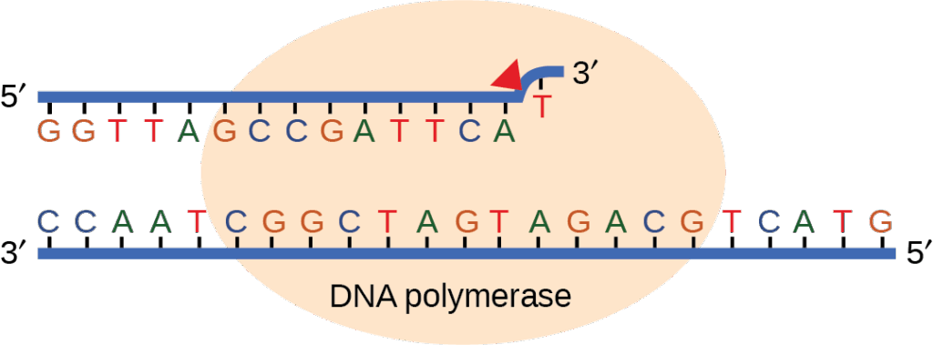 Illustration shows D N A polymerase replicating a strand of D N A. The enzyme has accidentally inserted G opposite A, resulting in a bulge. The enzyme backs up to fix the error.