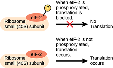 Diagram showing eIF-2 binding to the small ribosomal subunit; phosphorylation of eIF-2 blocks translation.