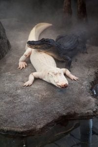 An albino alligator is laying with the head of another alligator, without albinism, resting on its back.