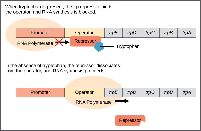 The t r p operon has a promoter, an operator, and five genes named t r p upper case E; t r p upper case D, t r p upper case C, t r p upper case B, and t r p upper case A that are located in sequential order on the D N A. R N A polymerase binds to the promoter. When tryptophan is present, the t r p repressor binds the operator and prevents the R N A polymerase from moving past the operator; therefore, R N A synthesis is blocked. In the absence of tryptophan, the repressor dissociates from the operator. R N A polymerase can now slide past the operator, and transcription begins.