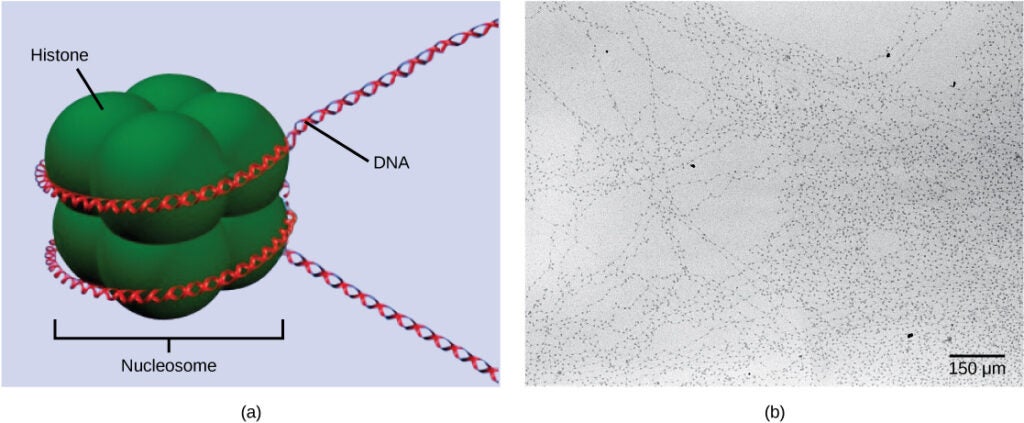 Part A depicts a nucleosome composed of spherical histone proteins that are fused together. A double-stranded D N A helix wraps around the nucleosome twice. Free D N A extends from either end of the nucleosome. Part B is an electron micrograph of D N A that is associated with nucleosomes. Each nucleosome looks like a bead. The beads are connected together by free D N A. Nine beads strung together is approximately 150 n m across.