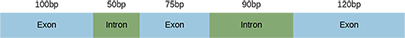 An illustration that has five blocks rotating Exon and Intron ending with Exon. Above the each of the five blocks are 100bp, 50pb, 75bp, 90pb, and 120bp.