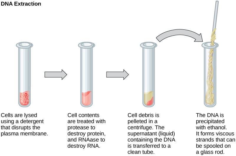 Four-step process of DNA extraction from cells using detergent, enzymes, and ethanol.