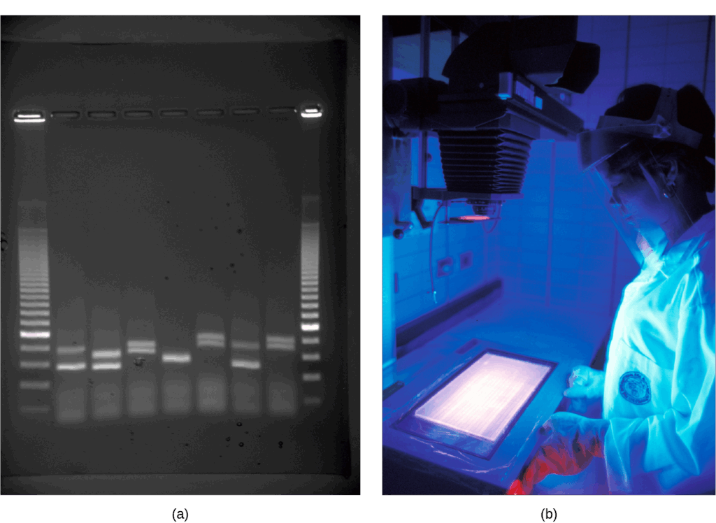 Agarose gel under UV light showing DNA bands of varying sizes in nine lanes; lanes 1 and 9 are DNA standards, and lanes 2–8 show one or two bands each. A researcher observes DNA under UV light.