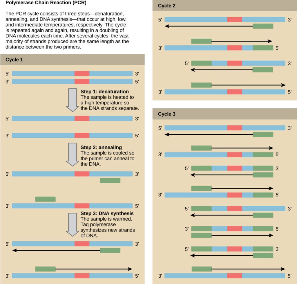 Illustration of the PCR process, where DNA is repeatedly heated, cooled, and extended by Taq polymerase to exponentially amplify a target sequence.