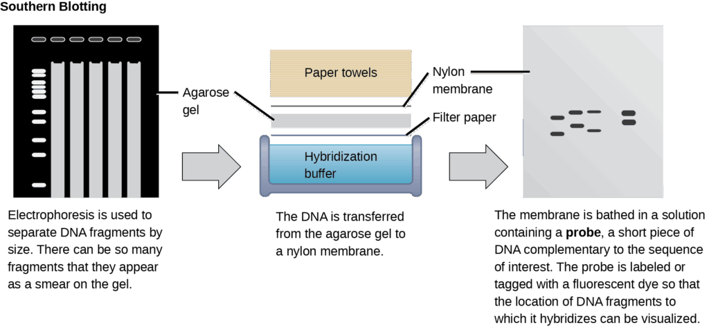 Diagram showing Southern blotting: DNA fragments separated by gel electrophoresis, transferred to a membrane, and detected with a labeled probe.