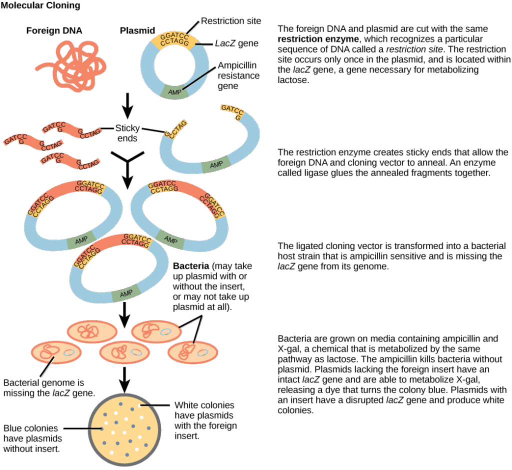 Diagram showing molecular cloning into a plasmid vector: DNA fragment inserted into the lacZ gene, ligated, transformed into bacteria, and identified by blue-white screening.