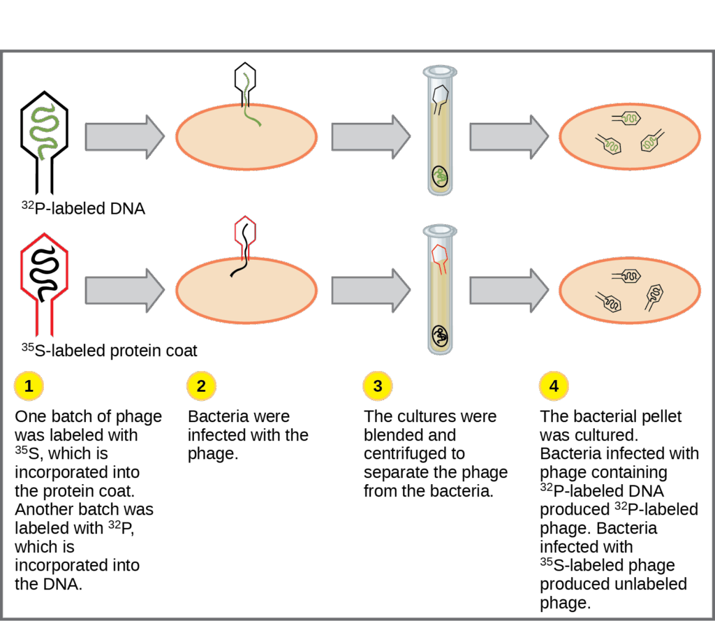 Illustration shows bacteria being infected by phage labeled with superscript 35 baseline upper case S, which is incorporated into the protein coat, or superscript 32 baseline upper case P, which is incorporated into the D N A. Infected bacteria were separated from phage by centrifugation and cultured. The bacteria that had been infected with phage containing superscript 32 baseline upper P labeled D N A made radioactive phage. The bacteria that had been infected with superscript 35 baseline upper S labeled phage produced unlabeled phage. The results support the hypothesis that D N A, and not protein, is the genetic material.