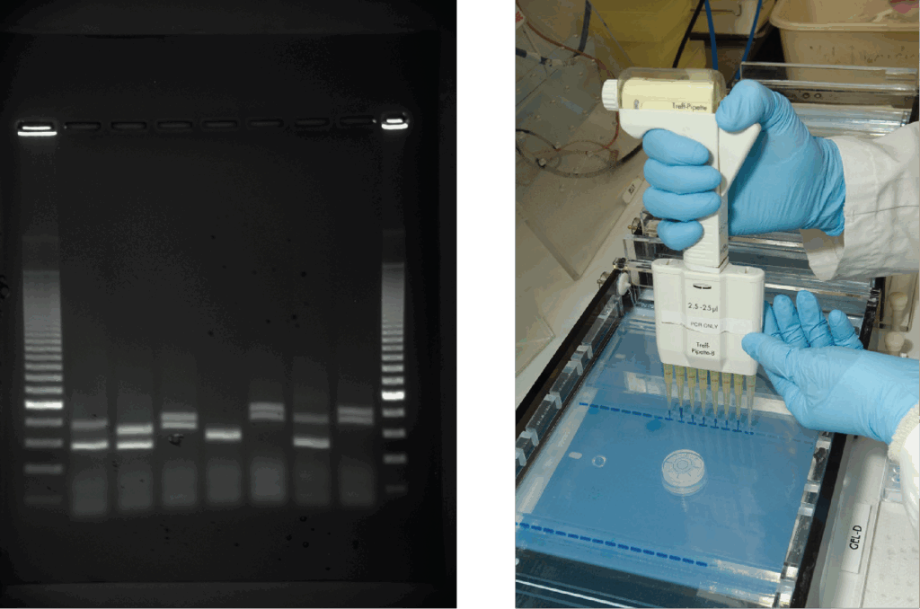 Image shows a person using a handheld device with eight pipettes holding DNA material. The person places the device's pipettes directly over a prepared gel inside an electrphoresis machine. The gel already contains several lines of material where the user has previouly loaded DNA material.
