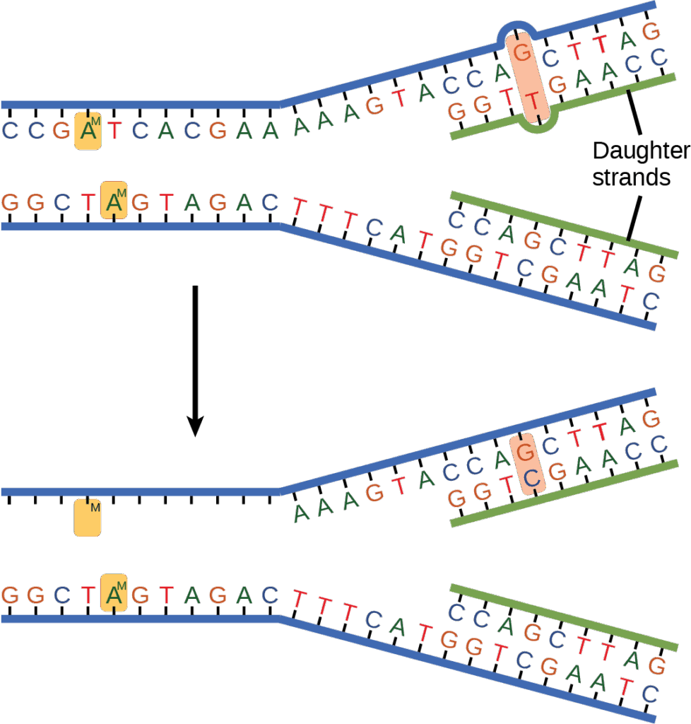 The top illustration shows a replicated D N A strand with G T base mismatch. The bottom illustration shows the repaired D N A, which has the correct G C base pairing.