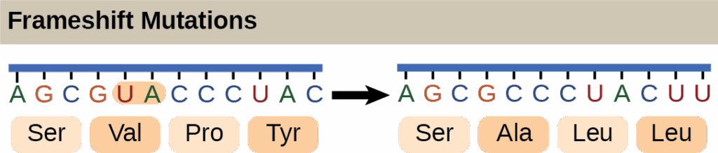 Illustration shows a frameshift mutation in which the reading frame is altered by the deletion of two amino acids.