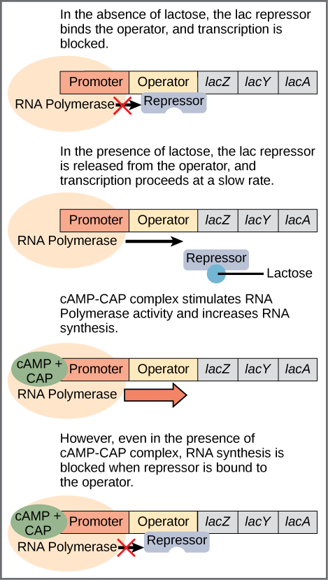 The lac operon consists of a promoter, an operator, and three genes named lac Z, lac Y, and lac A. R N A polymerase binds to the promoter. In the absence of lactose, the lac repressor binds to the operator and prevents RNA polymerase from transcribing the operon. In the presence of lactose, the repressor is released from the operator, and transcription proceeds at a slow rate. Binding of the c A M P plus sign CAP complex to the promoter stimulates R N A polymerase activity and increases R N A synthesis. However, even in the presence of the c A M P plus sign CAP complex, R N A synthesis is blocked if the repressor binds to the promoter.