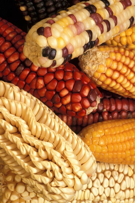 corn cobs with different colors, including yellow, white, red, and a mixture of these colors.