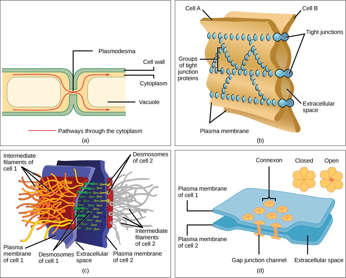 figure_03_17 cellular junctions