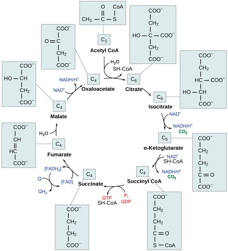 citric acid cycle