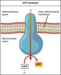ATP Synthase