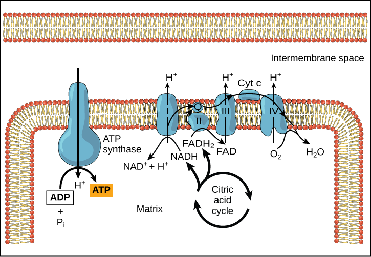 oxidative phosphorylation