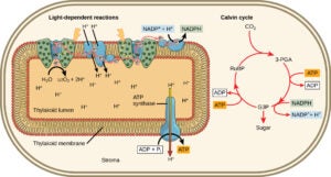 photosynthesis in its entirety