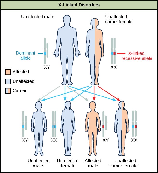 A diagram shows an unaffected male with a dominant allele and an unaffected carrier female with an x-linked recessive allele. Four figures of offspring are shown representing the various resulting genetic combinations: unaffected male offspring, unaffected female offspring, affected male offspring, and unaffected carrier female offspring.