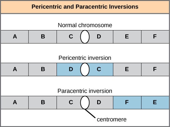Illustration shows pericentric and paracentric inversions. In this example, the order of genes in the normal chromosome is A B C D E F, with the centromere between genes C and D. In the pericentric inversion the order is A B D C E F. In the paracentric inversion example, the resulting gene order is A B C D F E.