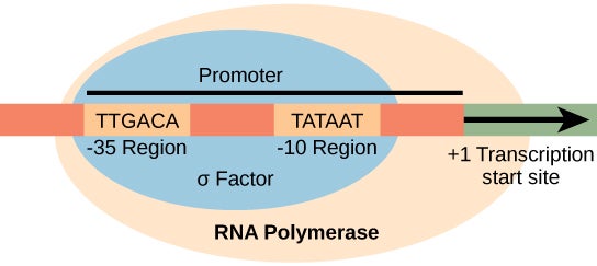 Diagram showing the sigma subunit of RNA polymerase bound to -10 and -35 promoter regions upstream of the transcription start site.