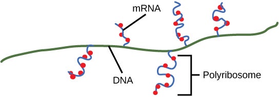 IDiagram showing multiple mRNAs transcribed from one gene with ribosomes translating them before transcription is complete.