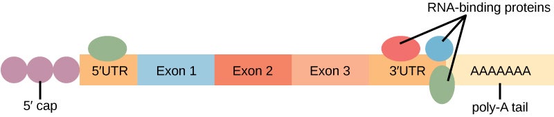 In the mature R N A molecule, exons are spliced together between the 5 prime and 3 prime untranslated regions. A 5 prime cap is attached to the 5 prime untranslated region, and a poly A tail is attached to the 3 prime untranslated region. R N A binding proteins associate with the 5 prime and 3 prime untranslated regions.
