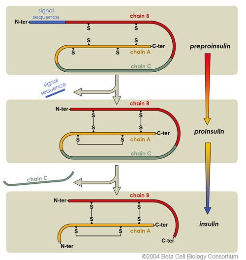 diagram showing maturation of insulin