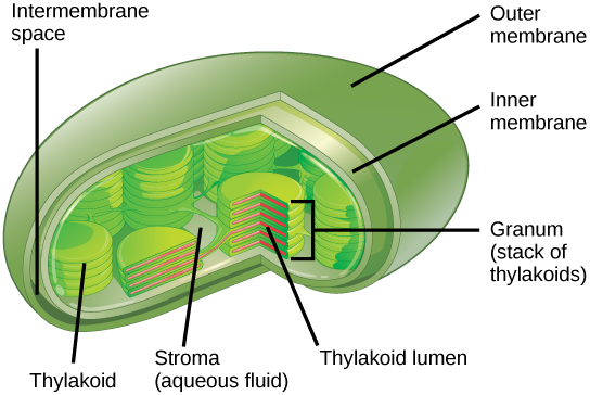Diagram showing the structure of a chloroplast, including the outer and inner membranes, thylakoids stacked into grana, and surrounding stroma.