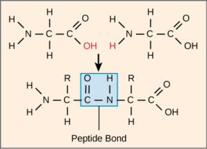 chemical structure of peptide bond