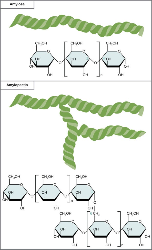 structures of starch