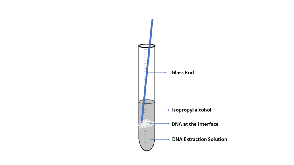 This photo illustrates DNA Extraction