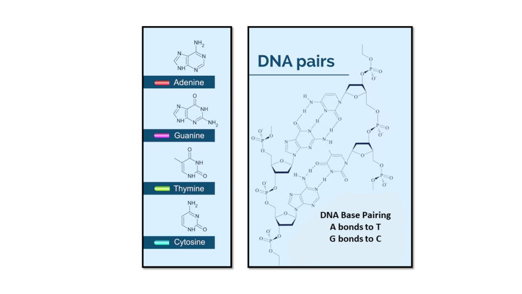 This photo illustrates DNA Bases