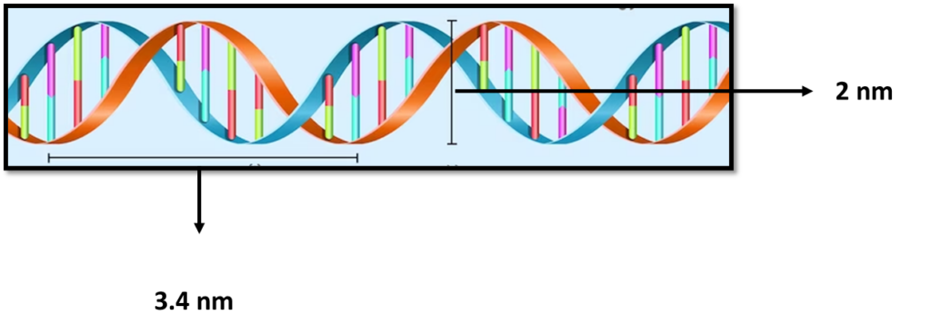 This photo illustrates DNA structure
