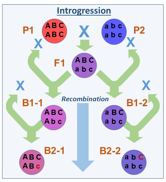 Introgressive hybridization in plants