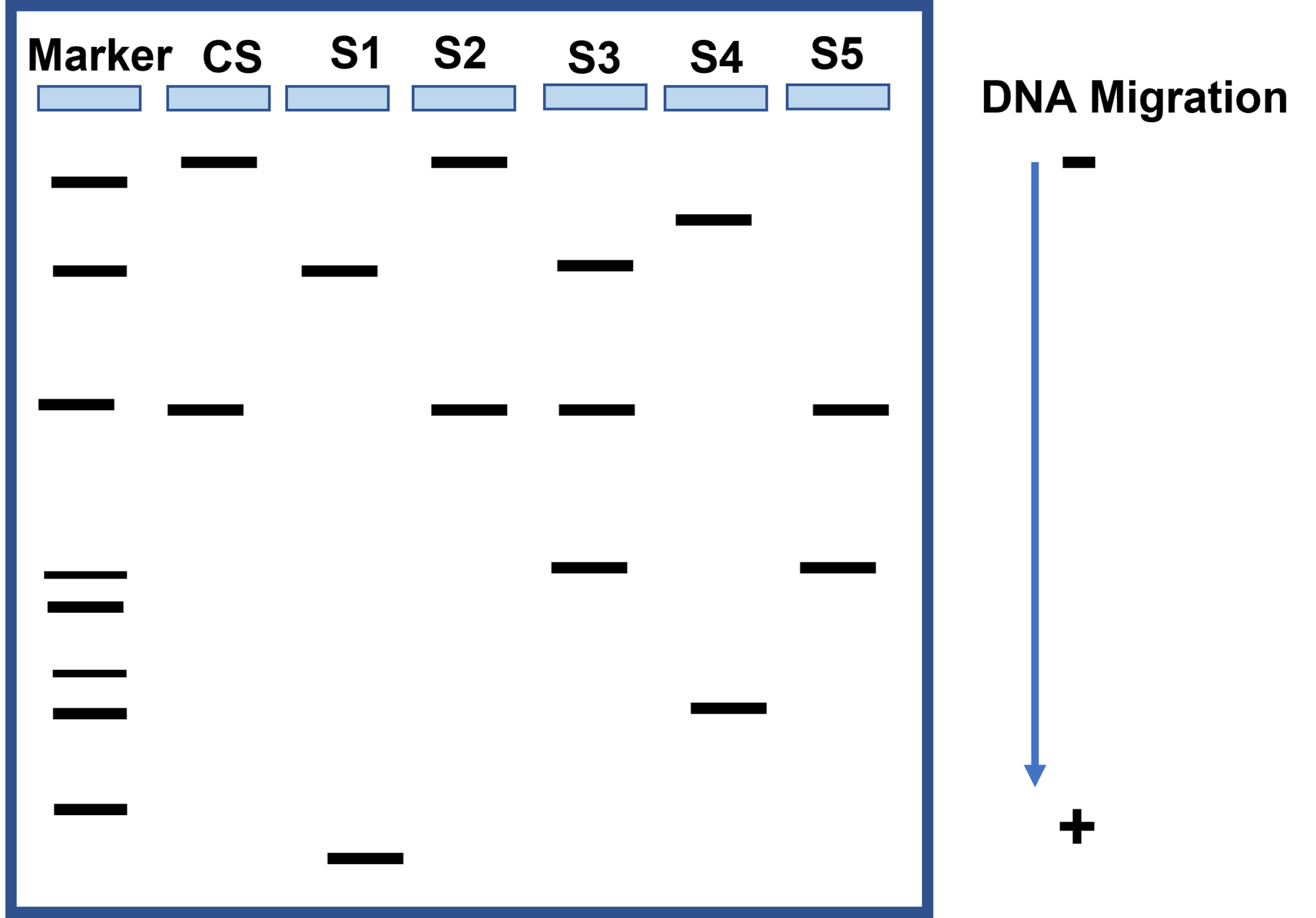Chapter 10 DNA Gel Electrophoresis Biology I Cellular Processes