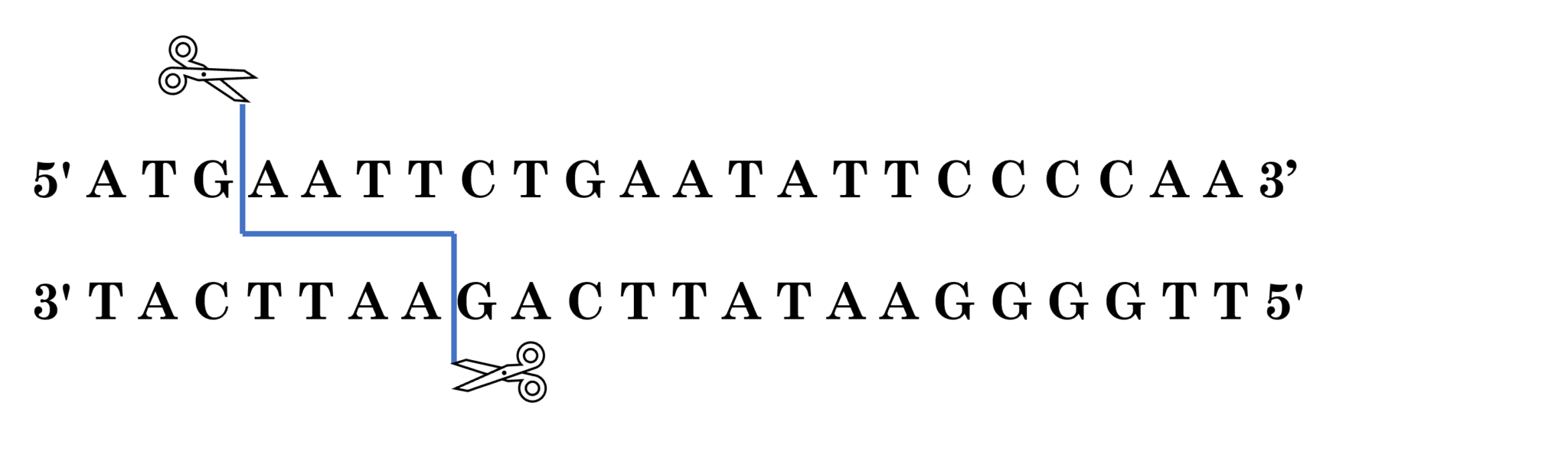 Chapter 10 DNA Gel Electrophoresis Biology I Cellular Processes
