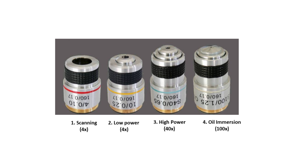 This picture shows the different types of objective lenses. They are Scanning (4X), Low Power (10X), High Power (40X) and Oil Immersion (100X).